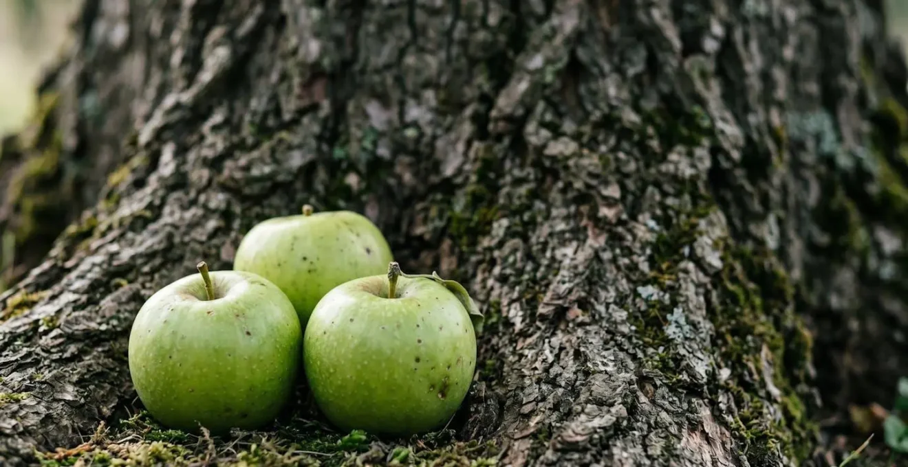 Métaphore du démembrement de propriété : l'usufruitier reçoit les fruits, le nu-propriétaire l'arbre